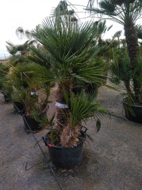 Chameorops Humilis 2023